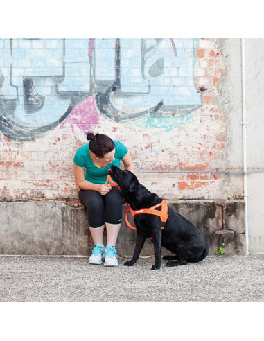 Arnés EzyDog Quick Fit Negro XX-Pequeño - Sin Tirones y Acolchado