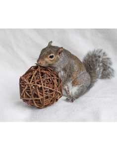 Bola de Masticar de Sauce Natural 10 cm Exotic Nutrition 2