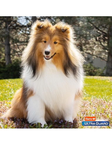 Champú para perros Hartz UltraGuard Rid 532 ml contra pulgas