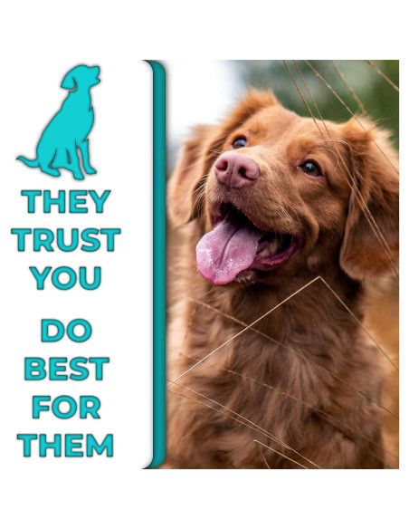 Juego de Cepillos de Dientes de Bambú H&H Pets - 3 Unidades