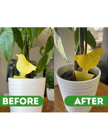 Spray Insecticida Natural Kate's para Plantas 473ml + 12 Trampas