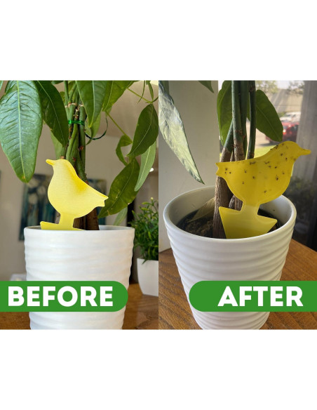 Spray Insecticida Natural Kate's para Plantas 473ml + 12 Trampas