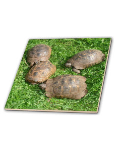 Azulejo de Cerámica 3dRose 30.48 cm Tortugas Griegas