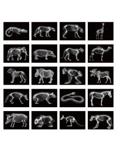 Kit Educativo Rayos X de Animales Chunful - 20 Piezas 29.7x21 cm