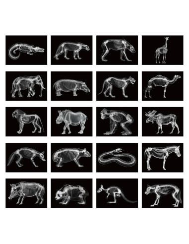 Kit Educativo Rayos X de Animales Chunful - 20 Piezas 29.7x21 cm