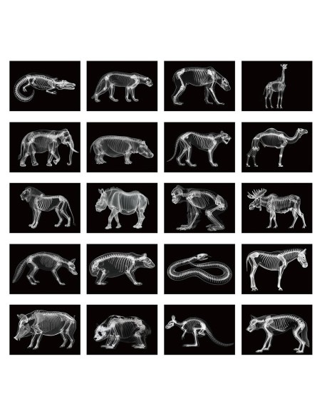 Kit Educativo Rayos X de Animales Chunful - 20 Piezas 29.7x21 cm