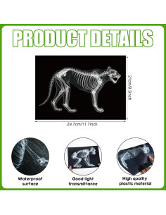 Kit Educativo Rayos X de Animales Chunful - 20 Piezas 29.7x21 cm 2