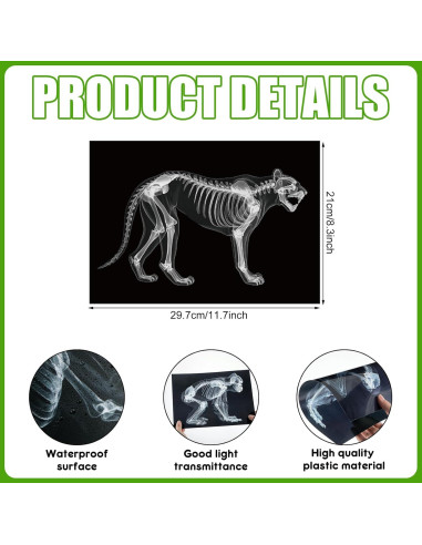 Kit Educativo Rayos X de Animales Chunful - 20 Piezas 29.7x21 cm