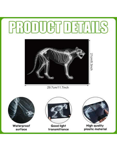 Kit Educativo Rayos X de Animales Chunful - 20 Piezas 29.7x21 cm