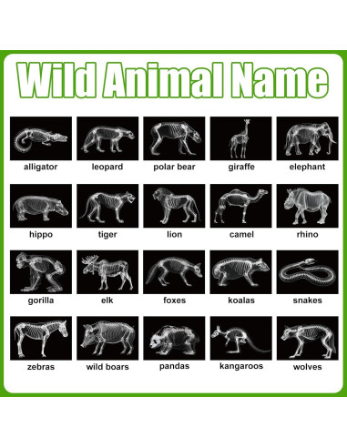 Kit Educativo Rayos X de Animales Chunful - 20 Piezas 29.7x21 cm