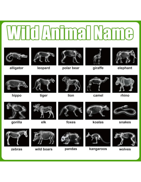 Kit Educativo Rayos X de Animales Chunful - 20 Piezas 29.7x21 cm