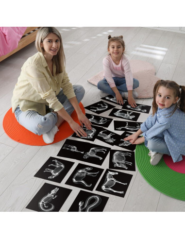 Kit Educativo Rayos X de Animales Chunful - 20 Piezas 29.7x21 cm