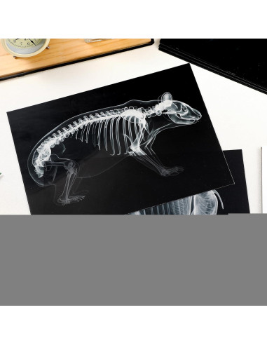 Kit Educativo Rayos X de Animales Chunful - 20 Piezas 29.7x21 cm