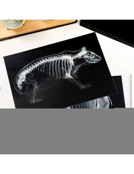 Kit Educativo Rayos X de Animales Chunful - 20 Piezas 29.7x21 cm