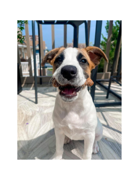 Golosinas Naturales para Perros Nylabone Pollo 187g - 8 Unidades