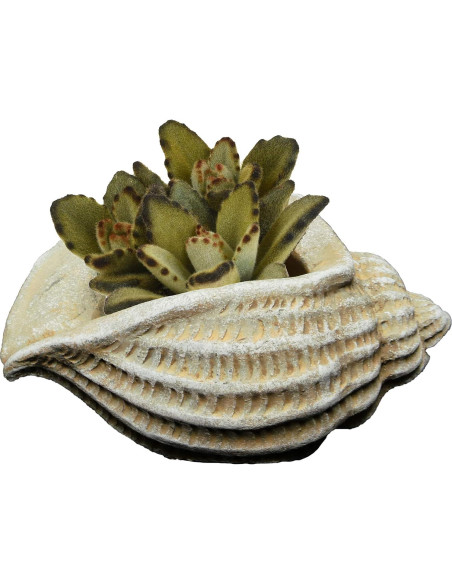 Maceta de Concreto Jagger Shell Classic Home 12.7x8.9x8 cm