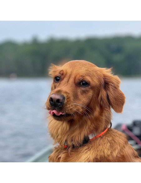 Collar para Perro Stunt Puppy Fi Serie 3 Pequeño Tonos Tierra