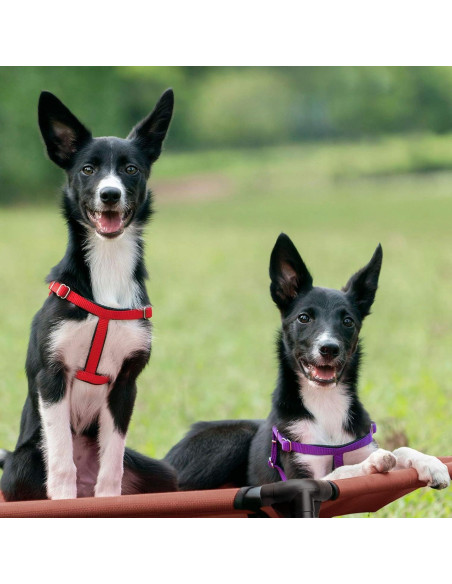 Cama Elevada para Perros Veehoo Gris Plateado 56x43x18 cm