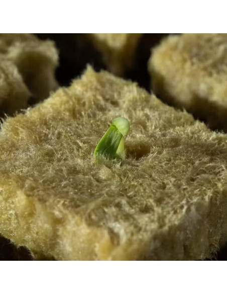 Grodan A-OK Tapones de Rockwool 1.5" - 98 Unidades para Hidroponía