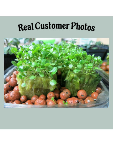 Grodan A-OK Tapones de Rockwool 1.5" - 98 Unidades para Hidroponía