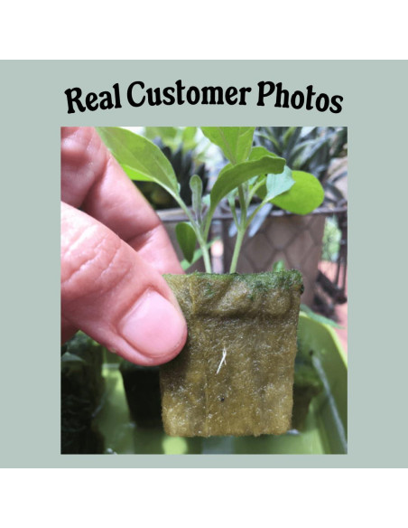 Grodan A-OK Tapones de Rockwool 1.5" - 98 Unidades para Hidroponía