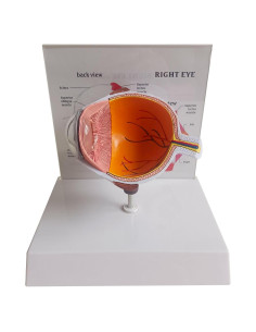 Modelo 4D Anatomía del Ojo Humano Detallado con Base Removible
