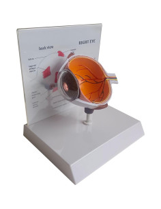 Modelo 4D Anatomía del Ojo Humano Detallado con Base Removible 2