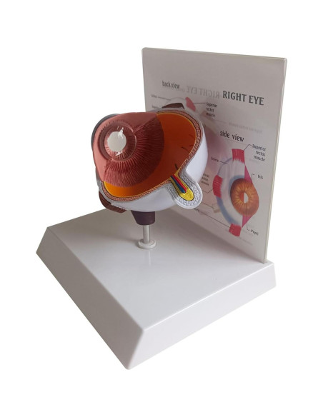 Modelo 4D Anatomía del Ojo Humano Detallado con Base Removible