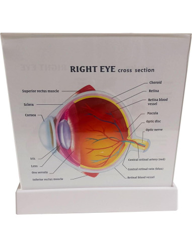 Modelo 4D Anatomía del Ojo Humano Detallado con Base Removible