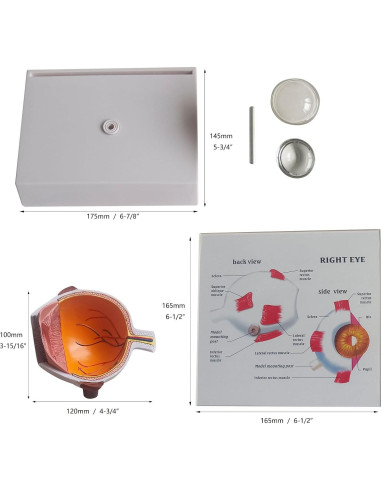 Modelo 4D Anatomía del Ojo Humano Detallado con Base Removible