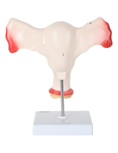 Modelo de Órganos Genitales Femeninos Axis Scientific - Anatomía Detallada 2
