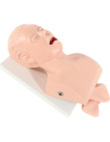 Modelo Humano de Intubación Endotraqueal PVC MUSESPANI