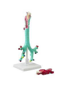 Modelo Anatómico Laringe Tráquea Bronquios Vision Scientific