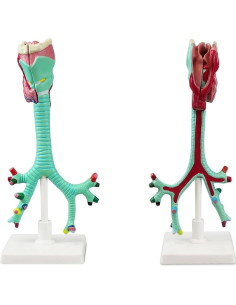 Modelo Anatómico Laringe Tráquea Bronquios Vision Scientific 2