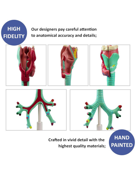 Modelo Anatómico Laringe Tráquea Bronquios Vision Scientific
