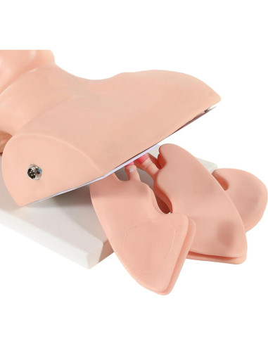 Modelo Humano de Intubación Endotraqueal PVC MUSESPANI