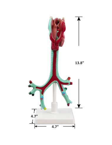 Modelo Anatómico Laringe Tráquea Bronquios Vision Scientific