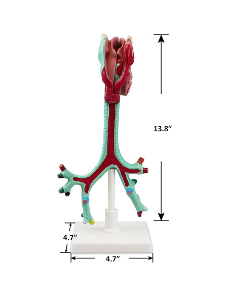 Modelo Anatómico Laringe Tráquea Bronquios Vision Scientific