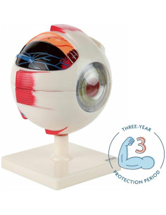 Modelo Ocular Anatómico Ampliado 5X Axis Scientific 7 Partes 2