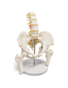 Modelo de Pelvis Masculina Evotech Scientific 37x24 cm