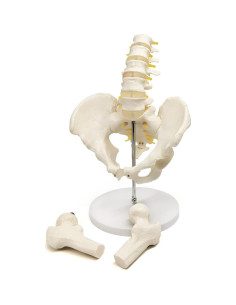 Modelo de Pelvis Masculina Evotech Scientific 37x24 cm 2