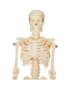 Esqueleto Inicial de Plástico Anatomical Worldwide 43 cm 2