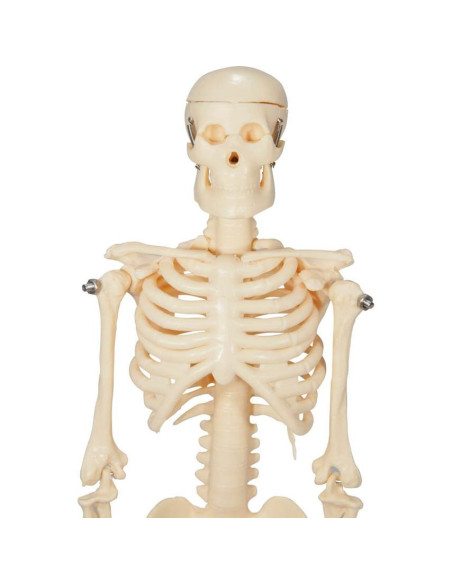 Esqueleto Inicial de Plástico Anatomical Worldwide 43 cm
