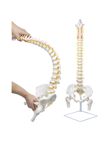 Columna Vertebral Anatómica Flexible DRZHEAM 87.9 cm
