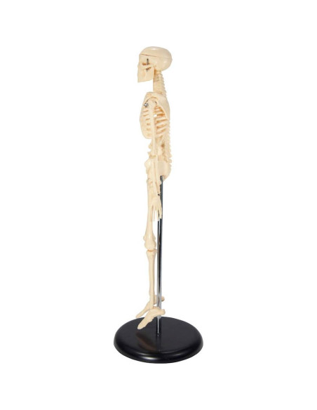 Esqueleto Inicial de Plástico Anatomical Worldwide 43 cm