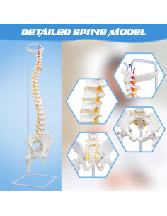 Columna Vertebral Anatómica Flexible DRZHEAM 87.9 cm 2