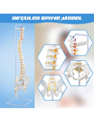 Columna Vertebral Anatómica Flexible DRZHEAM 87.9 cm