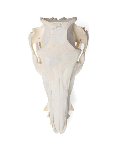 Esqueleto Inicial de Plástico Anatomical Worldwide 43 cm