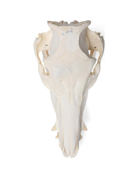 Esqueleto Inicial de Plástico Anatomical Worldwide 43 cm