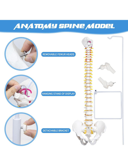 Columna Vertebral Anatómica Flexible DRZHEAM 87.9 cm